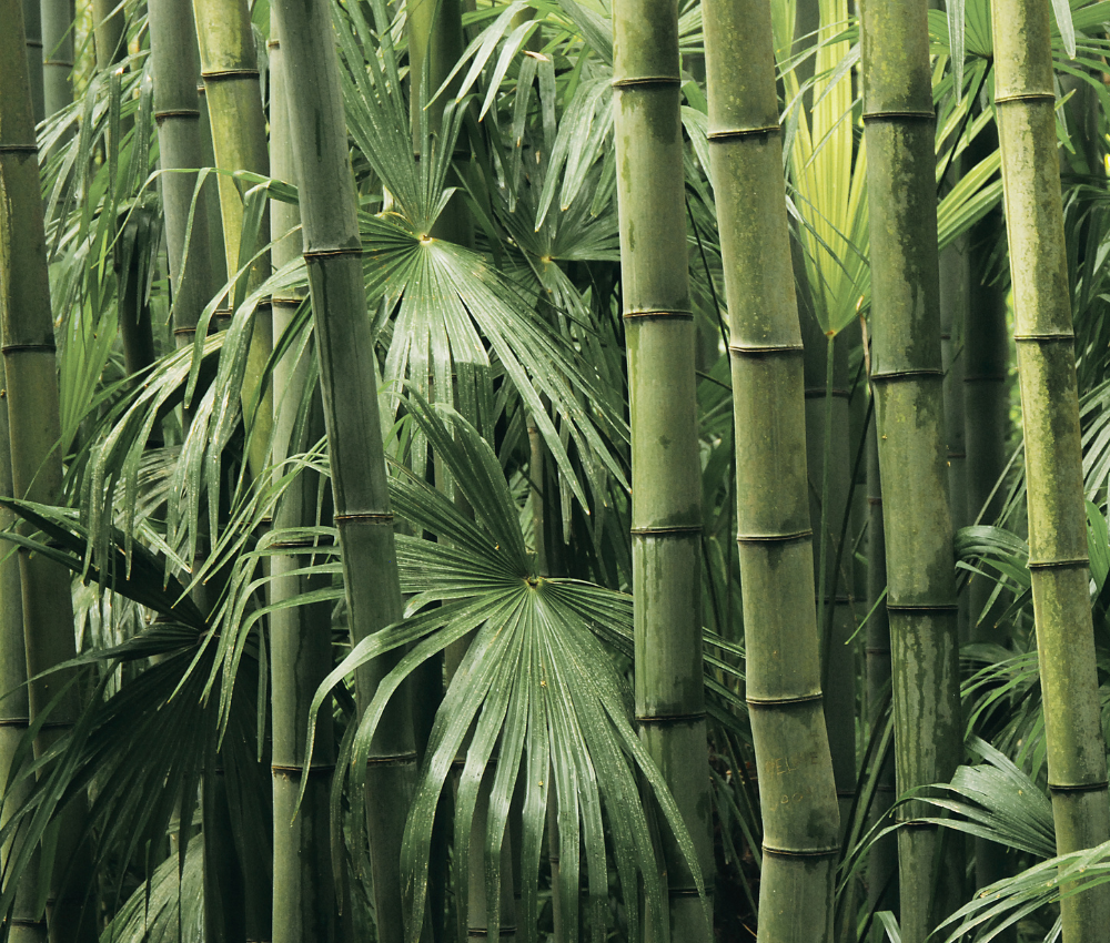 Lush bamboo grove with palm fronds