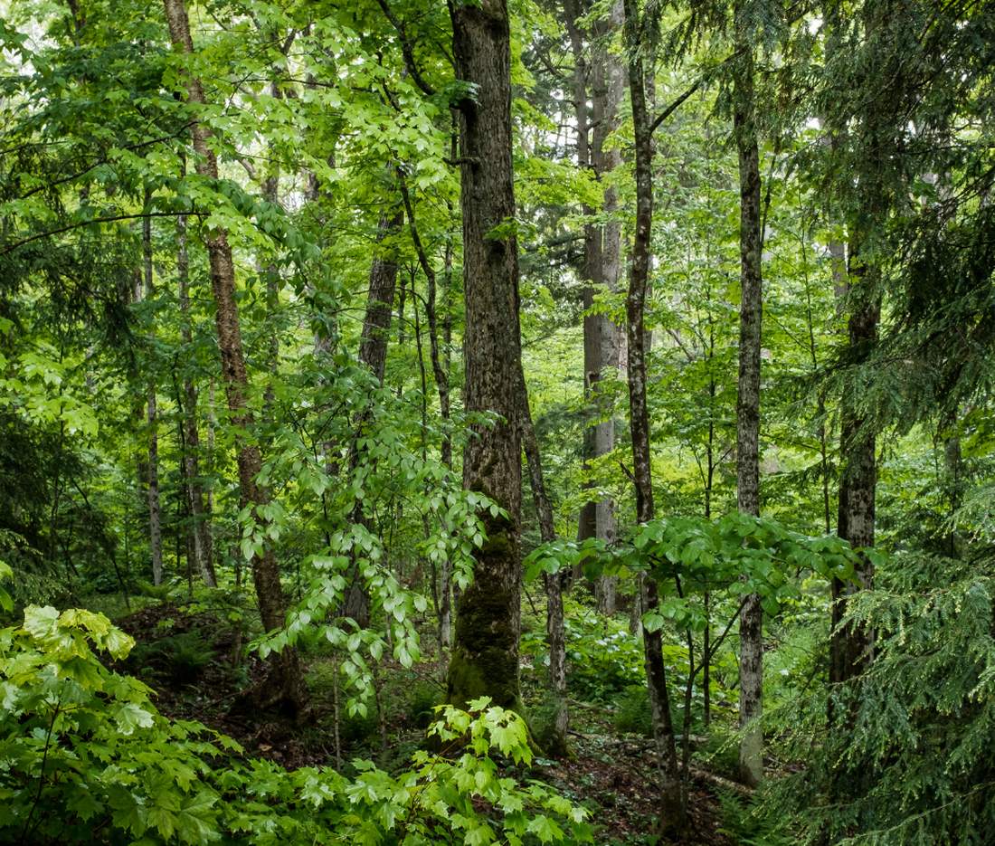 Sunlit green forest with tall trees